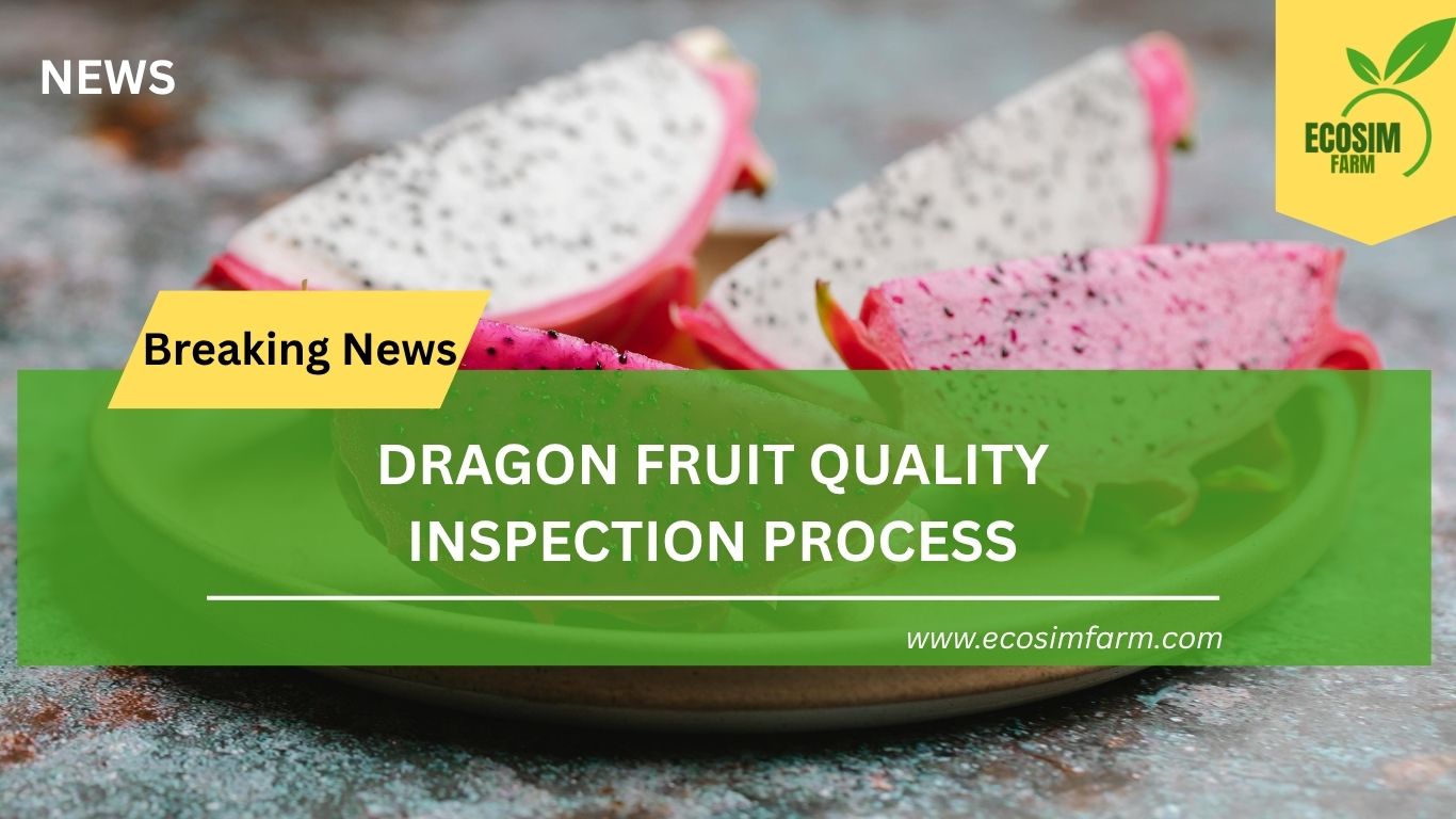 Ecosim Farm: Ensuring Unmatched Quality in Every Dragon Fruit Export