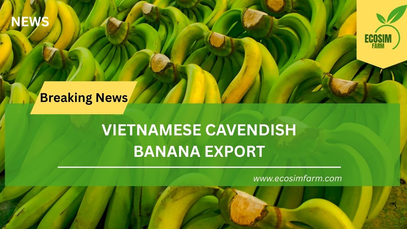 Vietnamese Cavendish Banana Export: A Golden Harvest for Global Markets