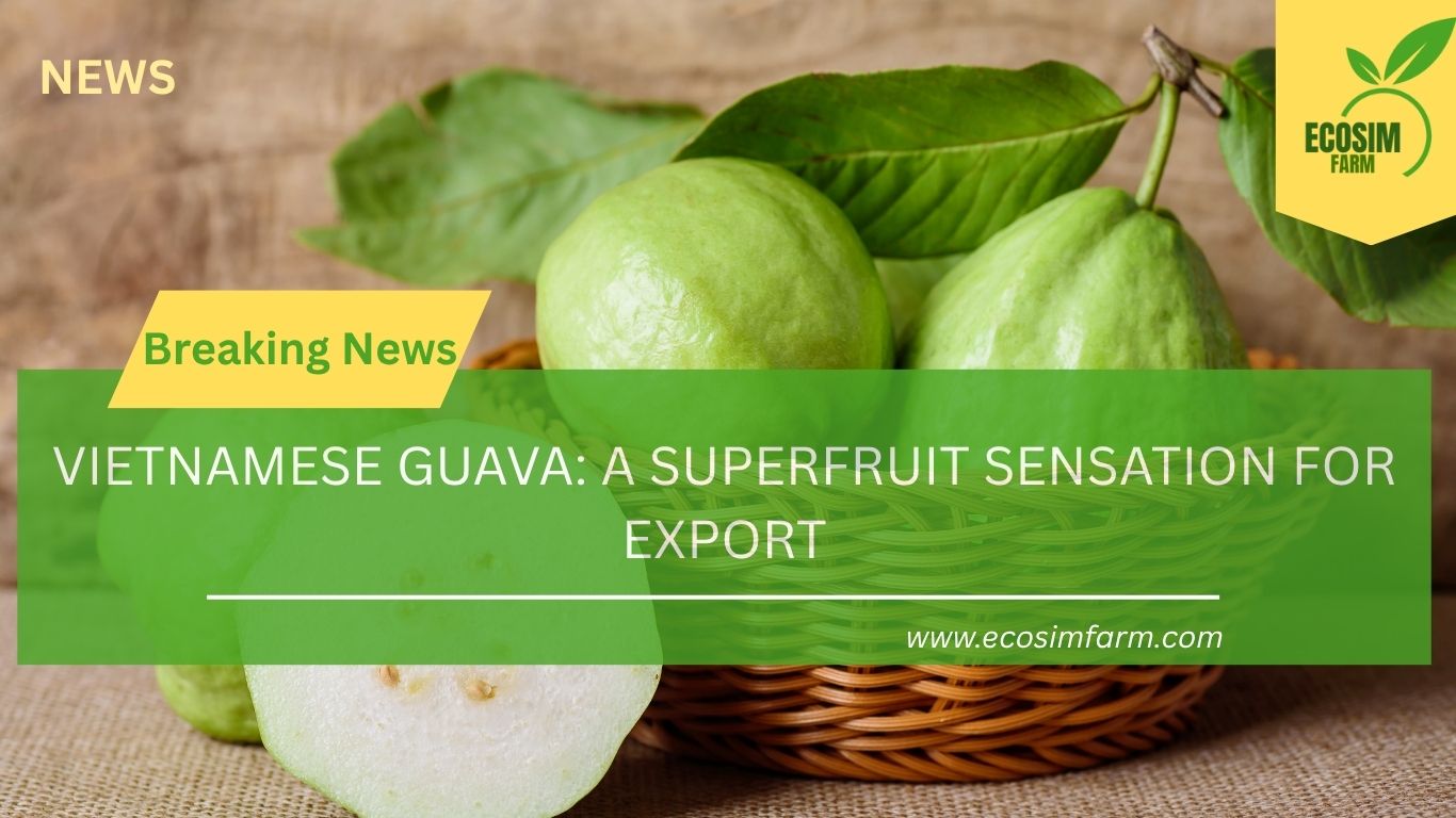 Vietnamese Guava: A Superfruit Sensation for Export